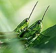 Couple de criquet - © Norbert Pousseur