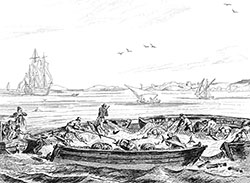 Imagette : Pêche du thon méditerrannée vers 1830 - reproduction © Norbert Pousseur