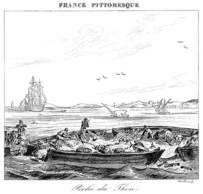 Pêche du thon méditerrannée vers 1830 - gravure  reproduite et restaurée par © Norbert Pousseur