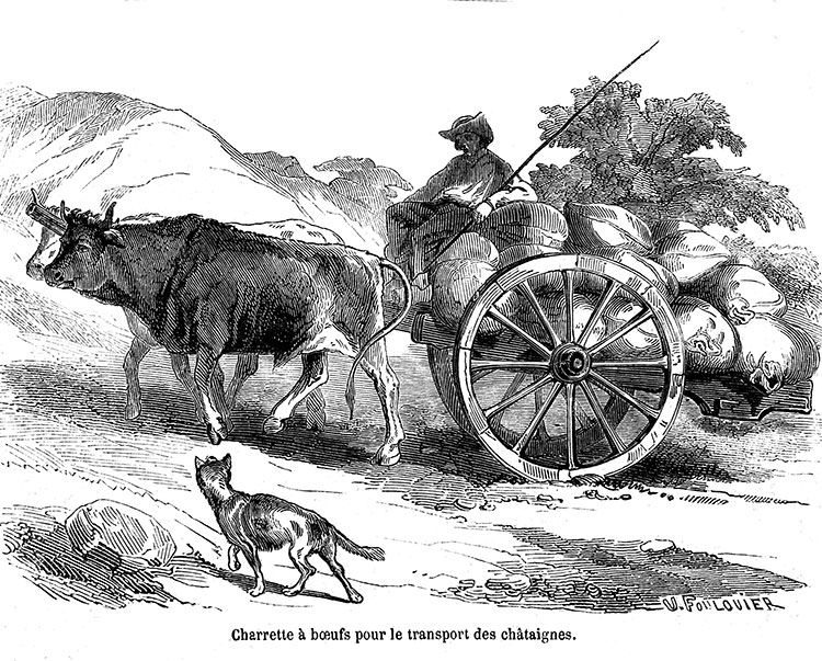 Transport de châtaignes du Lot vers 1850 - gravure reproduite et restaurée numériquement par © Norbert Pousseur