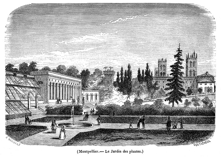 Le jardin des plantes de Montpellier vers 1870 - gravure reproduite et restaurée par © Norbert Pousseur