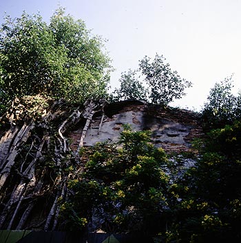 © Norbert Pousseur - Façade de maison ancienne envahie par la végétation - Photographie Norbert Pousseur