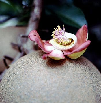 © Norbert Pousseur - Fruit et fleur d'arbre aux "boules de canon" (Couroupita guaianensis - Lecythidaceae)