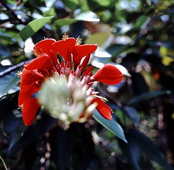 © Norbert Pousseur - Fleur tropicale