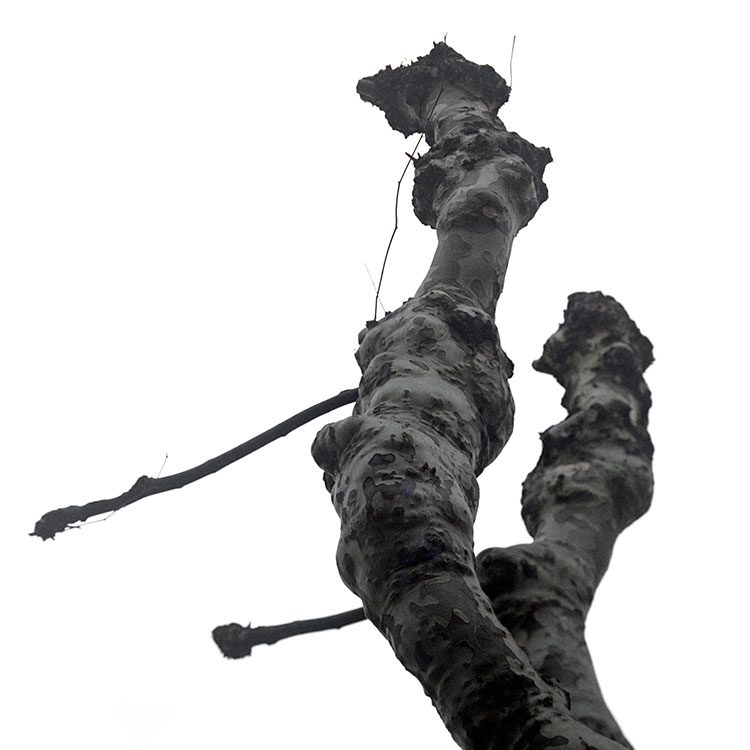 Jardin des plantes de Nantes -  © Norbert Pousseur