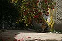 jardin privé à Angers - © Norbert Pousseur