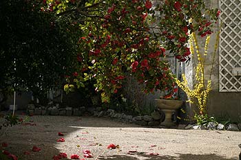jardin privé à Angers - © Norbert Pousseur