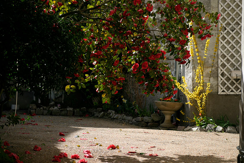 jardin privé à Angers - © Norbert Pousseur