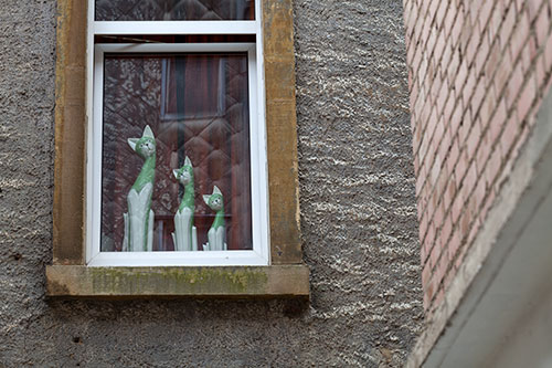 Trois chats à la fenêtre - © Norbert Pousseur