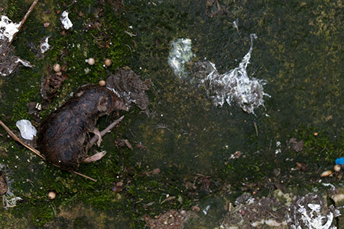 Cadavre de souris - © Norbert Pousseur