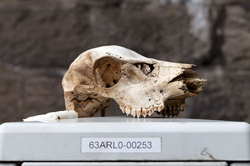 Crâne à Arlon - © Norbert Pousseur