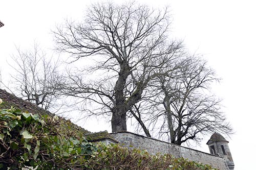 Arbres centenaires et tourelle à Avallon - © Norbert Pousseur