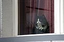 Chat à sa fenêtre - Baden - © Norbert Pousseur