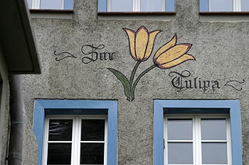 Fleur de tulippe au dessus de fenêtres bleues - Baden - © Norbert Pousseur