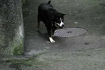 Chien errant devant une plaque d'égout - Baden - © Norbert Pousseur