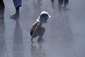 Enfant à la casquette dans la bruine - Bordeaux - © Norbert Pousseur