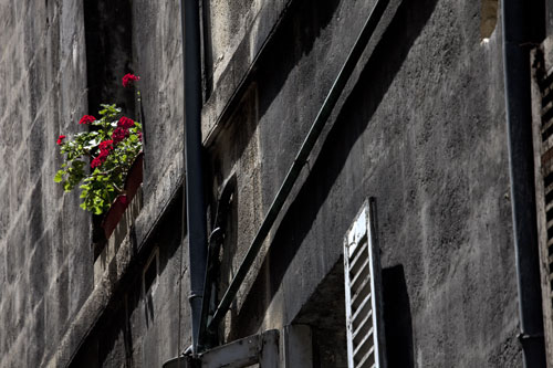 Fleurs à la fenêtre  - Bordeaux - © Norbert Pousseur