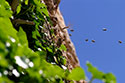 Nid d'abeilles dans la falaise dominant Châteadouble - © Norbert Pousseur