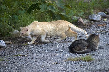 Rencontre de chats àChateaudouble - © Norbert Pousseur