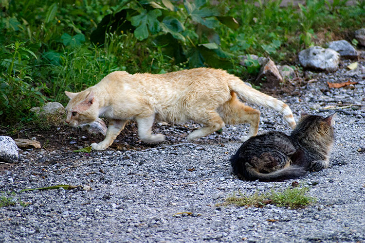 Rencontre de chats àChateaudouble - © Norbert Pousseur