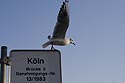 Cologne, comme la mouette, élégante et virevoltante - Cologne - Koeln - © Norbert Pousseur