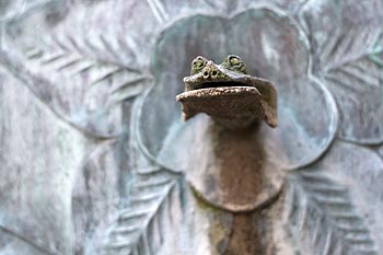Tête de grenouille en tant que fontaine - Cologne_ Koeln - © Norbert Pousseur