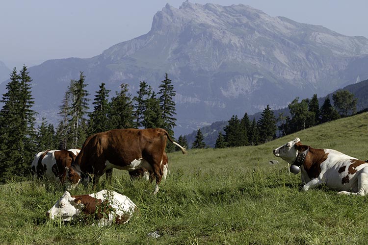 Les vaches du Truc et les aiguilles de Warrens © Norbert Pousseur