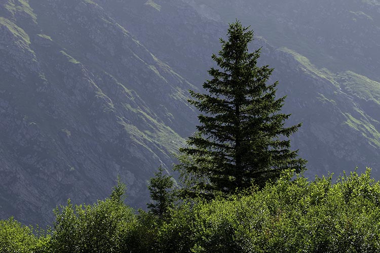 Epicéa et brousailles d'altitude  © Norbert Pousseur