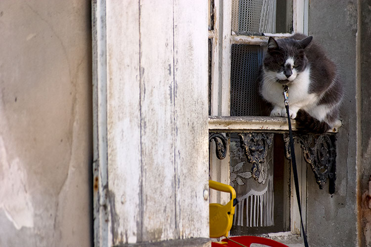 Chat attaché devant fenêtre à Coupvray - © Norbert Pousseur
