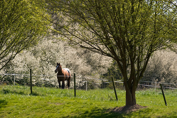 Cheval devant buissons blancs de fleurs à Coupvray - © Norbert Pousseur