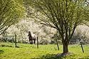 Cheval devant buissons blancs de fleurs à Coupvray - © Norbert Pousseur