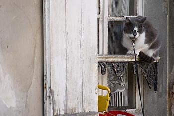 Chat attaché devant fenêtre à Coupvray - © Norbert Pousseur