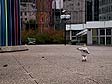 © Norbert Pousseur - Quartier La Défense - Paris - Enfant sur l'esplanade centrale