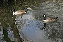 Deux canards nageant - © Norbert Pousseur