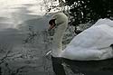 Cygne nageant - © Norbert Pousseur