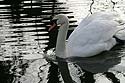 Cygne nageant dans reflets de bord de rivière - © Norbert Pousseur