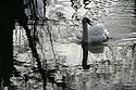 Cygne nageant dans reflets de bord de rivière - © Norbert Pousseur
