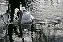 Cygne nageant dans reflets de bord de rivière - © Norbert Pousseur