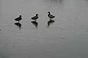 Trois canard sur rivière gelée - © Norbert Pousseur