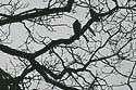 Corneille sur arbre d'hiver - © Norbert Pousseur