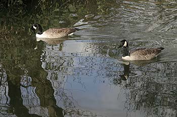 Deux canards nageant - © Norbert Pousseur