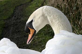 Tête de cygne - © Norbert Pousseur