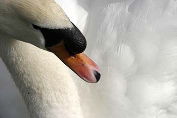 Tête de cygne - © Norbert Pousseur