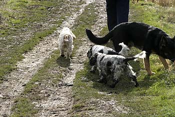 Promenade de chiens en bord de rivière anglaise - © Norbert Pousseur