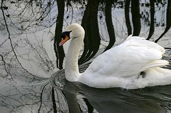 Cygne nageant dans reflets de bord de rivière - © Norbert Pousseur