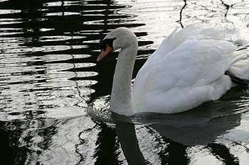 Cygne nageant dans reflets de bord de rivière - © Norbert Pousseur