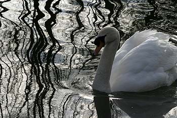 Cygne nageant dans reflets de bord de rivière - © Norbert Pousseur