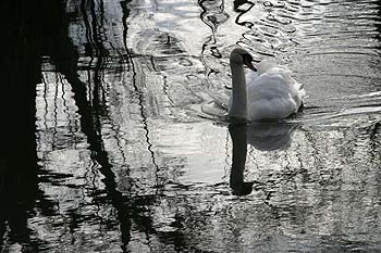 Cygne nageant dans reflets de bord de rivière - © Norbert Pousseur