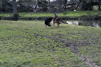 Chiens jouant en bord de rivière anglaise - © Norbert Pousseur