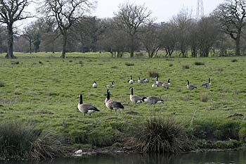 Grooses bord de rivière Wey - © Norbert Pousseur